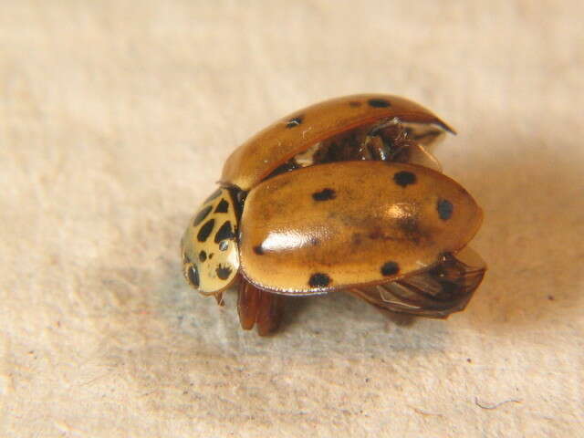 Image of Ladybird beetle