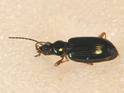 Image of Bembidion (Peryphanes) dalmatinum Dejean 1831