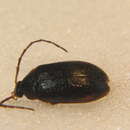 Image of <i>Hymenalia rufipes</i>