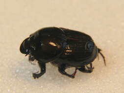 Image of Onthophagus illyricus (Scopoli 1763)