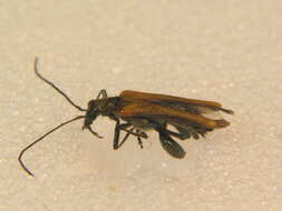 Image of <i>Oedemera femorata</i>