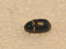 Image of <i>Cryptocephalus strigosus</i>