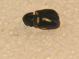 Image of <i>Cryptocephalus strigosus</i>