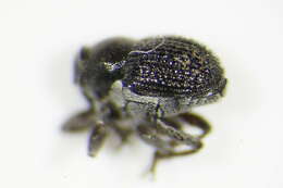 Image of <i>Zacladus exiguus</i>