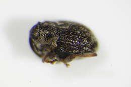 Слика од <i>Thamiocolus pubicollis</i>