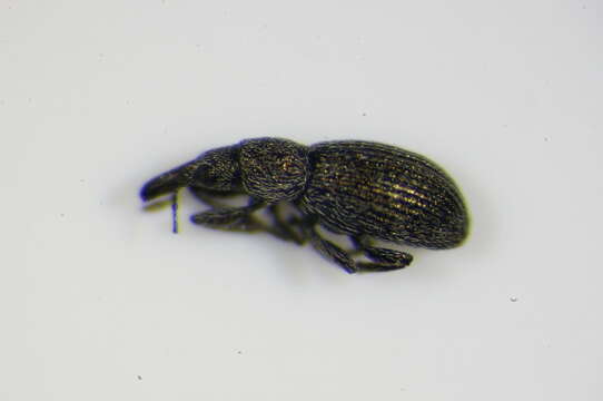 Image of <i>Helianthemapion aciculare</i>