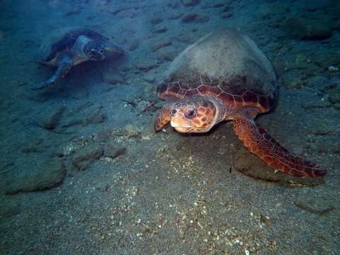 Image of Caretta