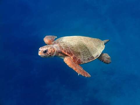 Image of Caretta