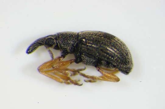 Image de Kalcapion semivittatum