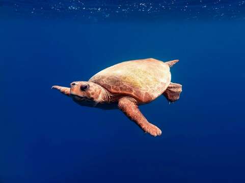 Image of Caretta