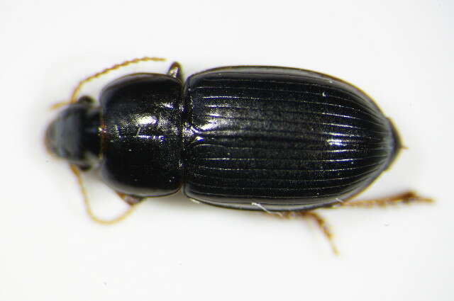 Sivun Harpalus (Harpalus) pumilus Sturm 1818 kuva