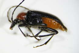 Image of Dinoptera