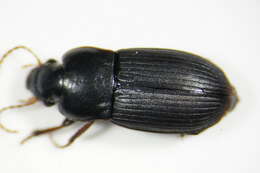 Слика од Harpalus (Harpalus) subcylindricus Dejean 1829