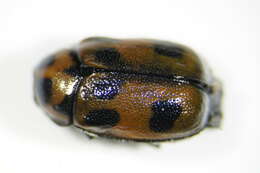 Image of <i>Cryptocephalus sexpunctatus</i>