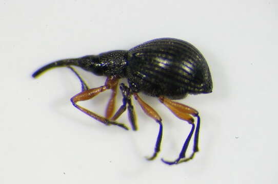 Image of Apionidae