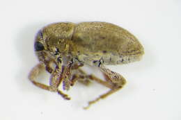 Tychius squamulatus Gyllenhal 1835 resmi