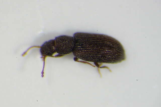 Image of Berginus tamarisci