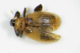 Image of Weevil