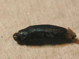 Image of Metallic wood-boring beetle