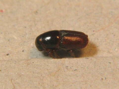 Image of Dutch elm disease beetle