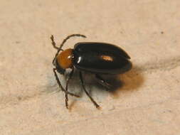 Image of <i>Luperomorpha xanthodera</i>