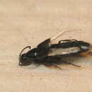 Image of Rove beetle