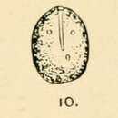 Image of <i>Lagena globosa</i> var. <i>grandipora</i> Goddard & Jensen 1907