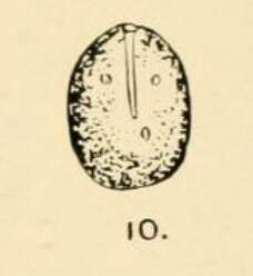 Image of <i>Lagena globosa</i> var. <i>grandipora</i> Goddard & Jensen 1907