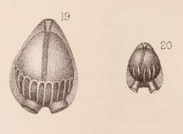 Image of <i>Lagena auriculata</i> var. <i>arcuata</i> Sidebottom 1912