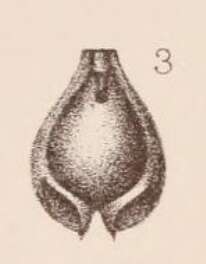 Image of <i>Lagena alveolata</i> var. <i>carinata</i> Sidebottom 1912