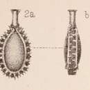 Image of <i>Lagena bicarinata</i> var. <i>imbricata</i> Sidebottom 1912