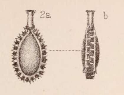 Image of <i>Lagena bicarinata</i> var. <i>imbricata</i> Sidebottom 1912