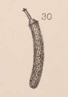 Image of <i>Lagena botelliformis</i> var. <i>rugosa</i> Sidebottom 1912