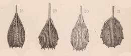 Image of <i>Lagena foveolata</i> var. <i>spinipes</i> Sidebottom 1912