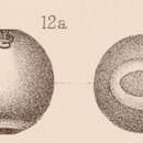 Image of <i>Lagena globosa</i> var. <i>annulata</i> Sidebottom 1912