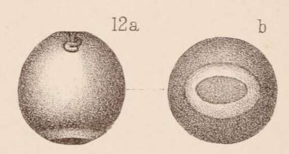 Image of <i>Lagena globosa</i> var. <i>annulata</i> Sidebottom 1912