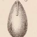 Image of <i>Lagena laevigata</i> var. <i>virgulata</i> Sidebottom 1912