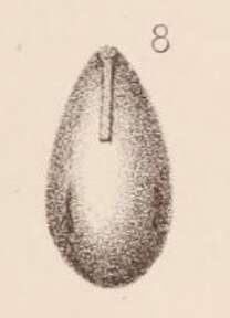 Image of <i>Lagena laevigata</i> var. <i>virgulata</i> Sidebottom 1912