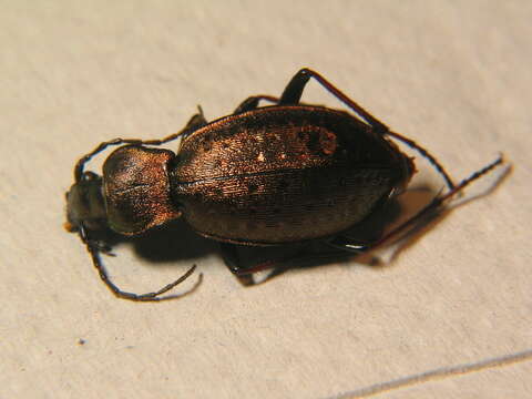 Image of Carabus (Orinocarabus) sylvestris Panzer 1793