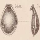 Sivun <i>Lagena marginata</i> var. <i>armata</i> Sidebottom 1912 kuva