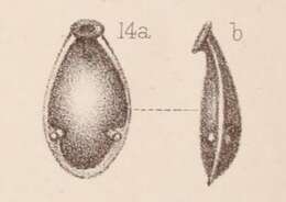 Image of <i>Lagena marginata</i> var. <i>armata</i> Sidebottom 1912