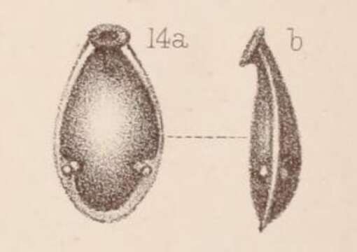 Sivun <i>Lagena marginata</i> var. <i>armata</i> Sidebottom 1912 kuva