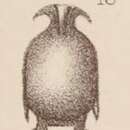 Sivun <i>Lagena marginata</i> var. <i>homunculus</i> Sidebottom 1912 kuva