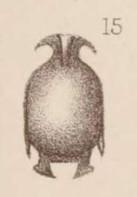 Sivun <i>Lagena marginata</i> var. <i>homunculus</i> Sidebottom 1912 kuva