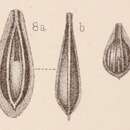 Image of <i>Lagena marginata</i> var. <i>raricostata</i> Sidebottom 1912