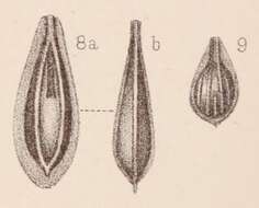 Sivun <i>Lagena marginata</i> var. <i>raricostata</i> Sidebottom 1912 kuva