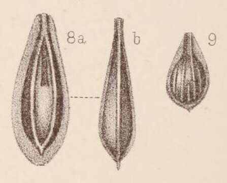 Image of <i>Lagena marginata</i> var. <i>raricostata</i> Sidebottom 1912