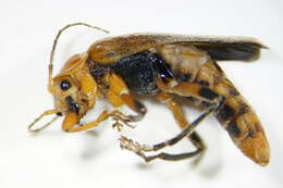 Imagem de <i>Cantharis livida</i>