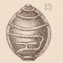 Image of <i>Lagena marginata</i> var. <i>retrocostata</i> Sidebottom 1912