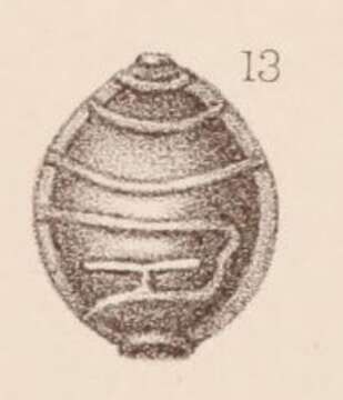 Imagem de <i>Lagena marginata</i> var. <i>retrocostata</i> Sidebottom 1912